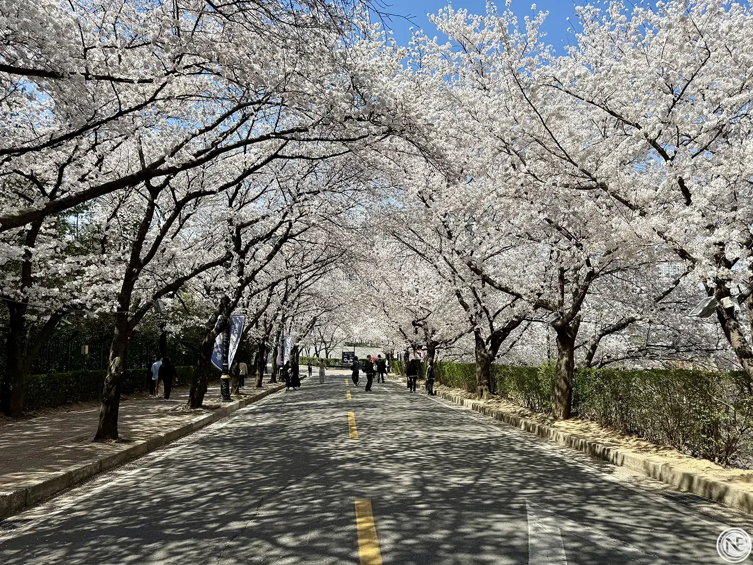 【韓國】大邱釜山櫻花景點推薦